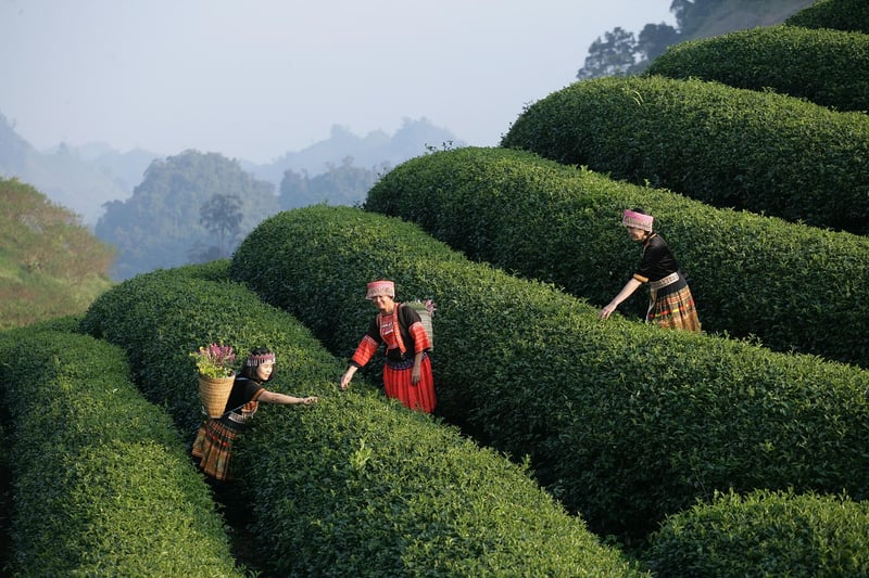 Charm-filled Experiences